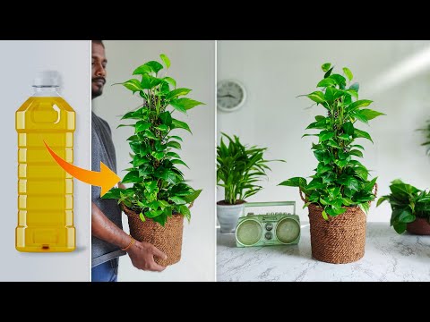 Best Plants Support Stick Using Recycling Plastic Bottles | Money Plants Growing Sticks//GREEN DECOR