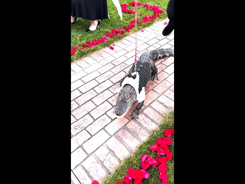 Wally The Alligator Was An Ring Bearer At An Wedding