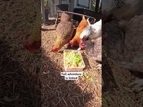 #fluffnuggets enjoying our left overs