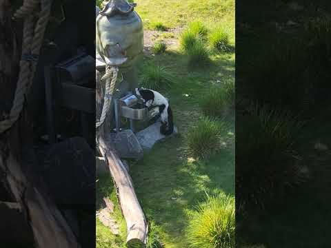 Lemur at Calgary Zoo