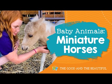 Baby Animals | Miniature Horses | The Good and the Beautiful