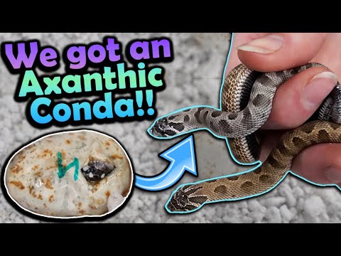 Chunky Hognose Snakes Hatching! (Why are they so Fat?!)