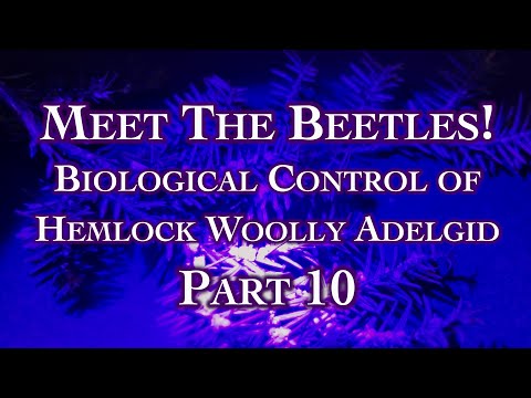 Meet The Beetles! Biological Control of Hemlock Woolly Adelgid Part 10