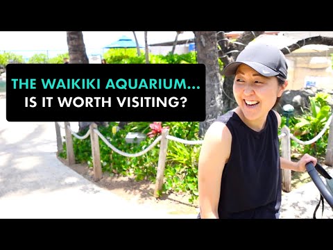 SHOULD YOU VISIT THE WAIKIKI AQUARIUM? Family Day in Waikiki