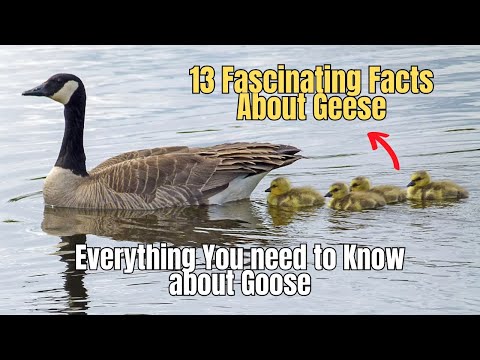 ❗13 Fascinating Facts About Geese 🦆 Unique Facts about Geese 🦢