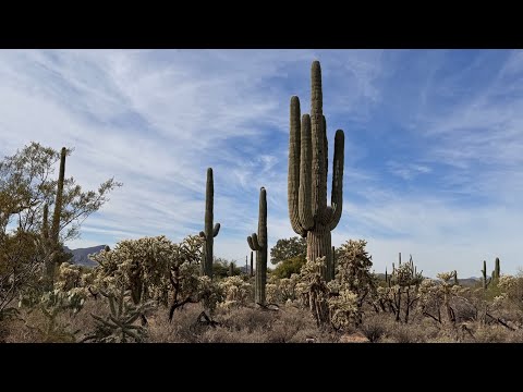 Arizona’s BEAUTIFUL Sonoran Desert