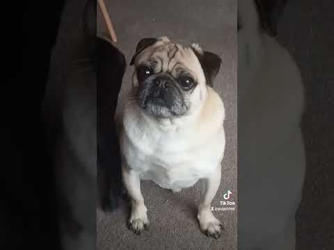 why are you so cute? adorable handsome pug frank #petlover #doglover #subscribe