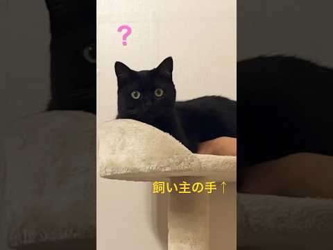 飼い主の手を敷いて座り、暖かそうな黒猫