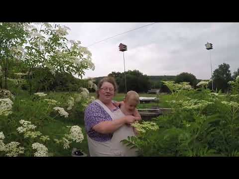 Elderberry Update ! What a Change