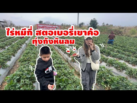 เก็บสตอเบอรี่ิสดๆจาก￼ไร่หมีกี่ สตอเบอรี่เขาค้อ ทุ่งกังหันลม |น้องเนสbyพาเที่ยวEp.72 #สตอเบอรี่