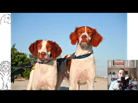 Brittany Spaniel. Temperament, price, how to choose, facts, care, history