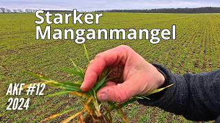 AKF #12 Starker Manganmangel in der Gerste