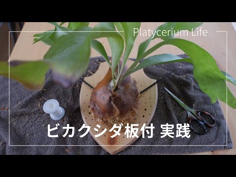 ビカクシダの板付方法紹介 | Platycerium