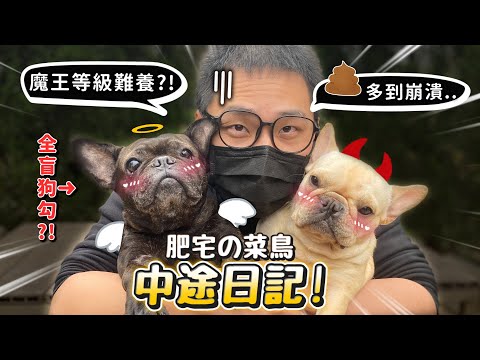 【肥宅中途日記】法鬥中途七天!可愛又可惡?全盲狗超好顧?屎多到崩潰?可領養!【許伯簡芝】