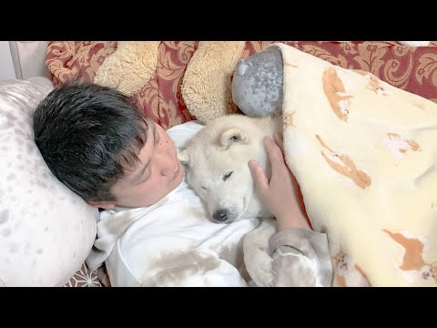 赤ちゃんより赤ちゃんな柴犬、ギャン泣きで甘える。