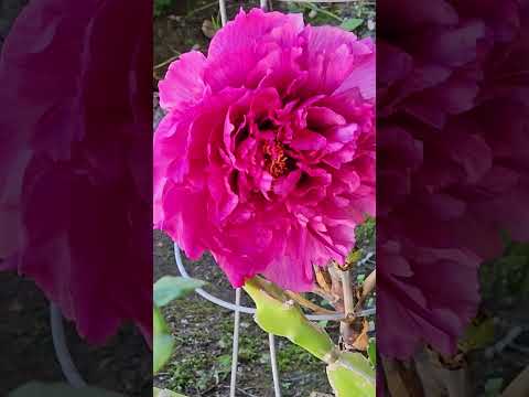 A Blooming Peony at our Front Door