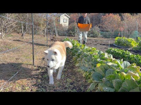 じいちゃんの畑、食べ頃お野菜チェック係リーダーの柴犬と見習いサモエド