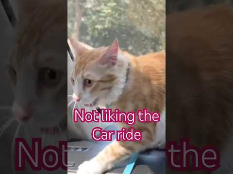 Not liking the car ride #catshorts #cat #catlover #funnycats