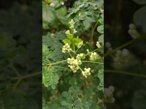 #moringaplant #moringa #ನುಗ್ಗೆ #flowers #bloom #leaves #nature #explore #mysore #mysorediaries