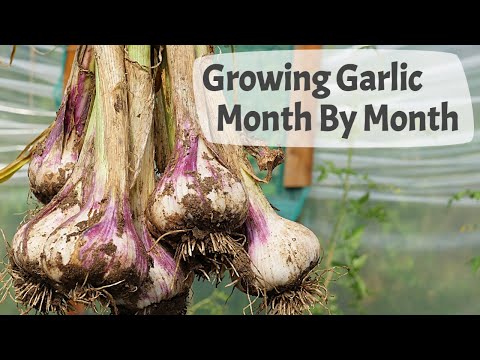 How To Grow Garlic (Part 2) Month By Month On A UK Allotment