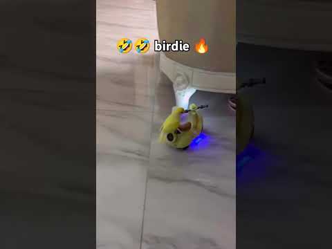 Feathered fun in a whole new level ♥️💯🤣🔥 #hillarious#viralvideo #viralshort#trending#trendingshorts