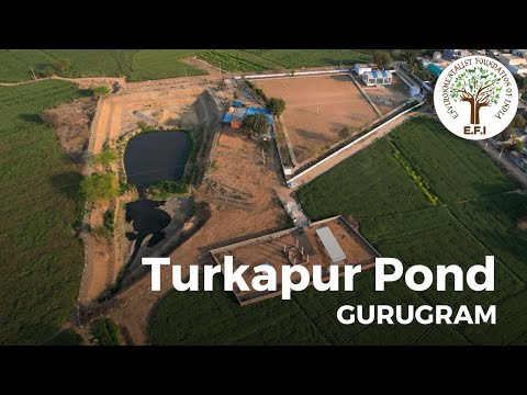 EFI's Turkapur Pond | Gurugram