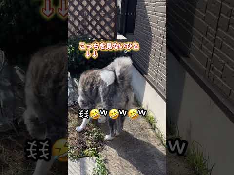 1枚上の秋田犬ꉂ🤣𐤔 #秋田犬 #犬のいる暮らし