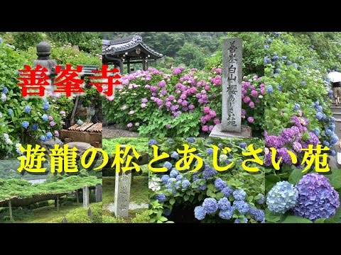 【Kansai Outing Spot】Ryuu pine and hydrangea at Yoshimine temple in Kyoto