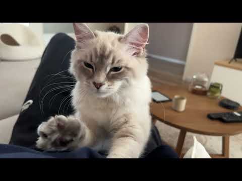 Precious Girl enjoys Sunday kneading session