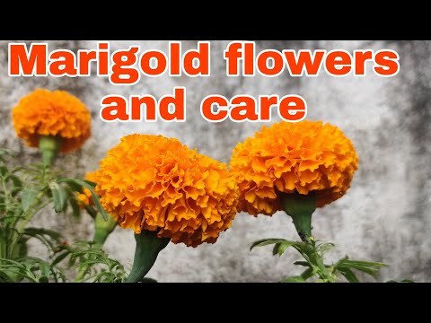 How to care and grow Marigold plant | get more flowers on Marigold plant