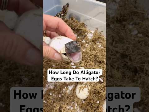 How Long Do Alligator Eggs Take To Hatch?🤔🐊🥚#shorts #alligator