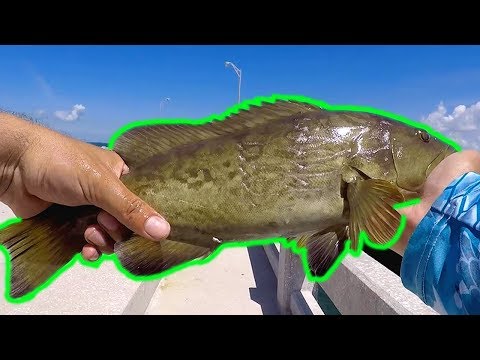 Dolphin Madness at the Skyway Fishing Pier