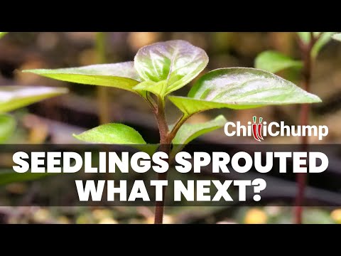 Chilli Seedling Care: Expert Answers to Your Top 3 Questions