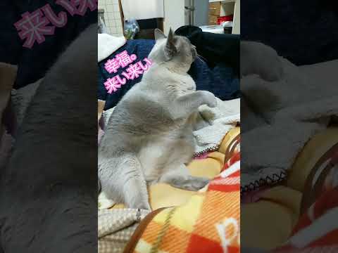 【リアルまねき猫】幸福を呼ぶテトちゃん　#shorts #cat #まねきねこ #幸福 #幸運 #運気上昇