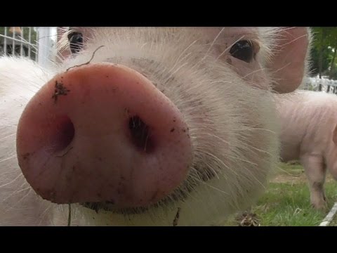 癒される「ふれあい動物園」大人気かわいいミニブタ