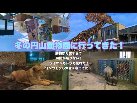 冬の円山動物園に行ってきた！動物が可愛すぎて時間が足りない！ライオンもトラも見れた！仔ゾウも少し大きくなってた