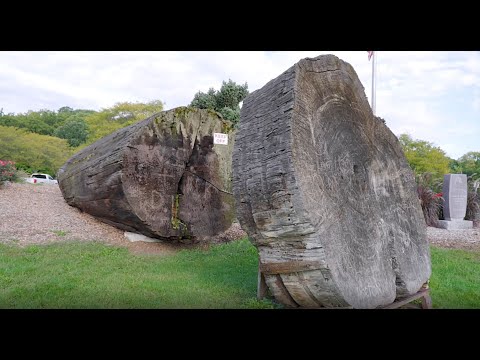 A California Redwood with Illinois Roots | Diggin' Into History