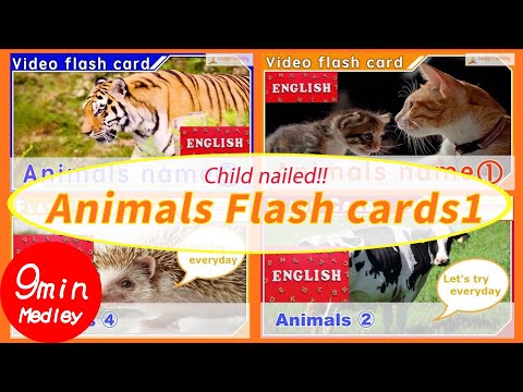 [English]Moving Animals Flash Cards Medley for Toddlers Education