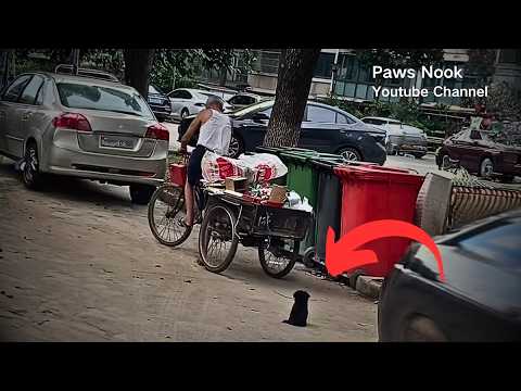 The stray puppy at the garbage station wants a home, desperately follows the old man's garbage truck