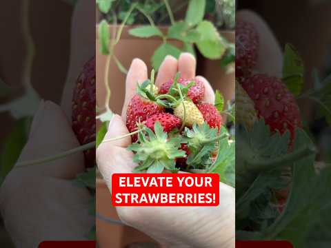 Winter’s Sweetest Pairing: Tasting Strawberries & Strawberry Mint