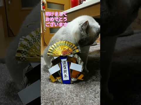 【迎春お猫様】ニューイヤーテトちゃん　#shorts #cat #お正月 #a happy new year