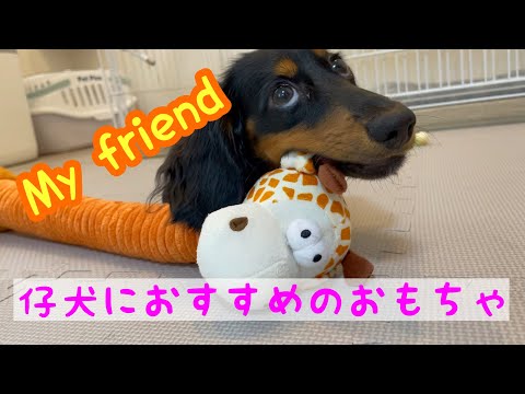 【おすすめおもちゃ】大吉に新しい友達が増えた！仔犬におすすめのおもちゃを紹介