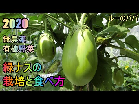 【緑ナスの栽培ノウハウと食べ方 2020】家庭菜園27年目  無農薬 半自給自足 ルーのパパ