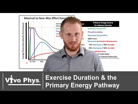 Exercise Duration and the Primary Energy Pathway - Exercise Metabolic Transitions