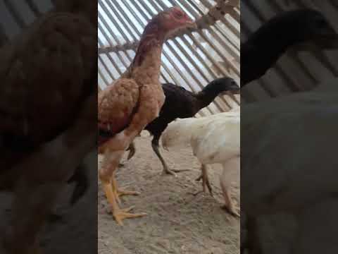 My hen #newsong #song #punjabi #punjabisong #music #tiles #video #funny #comedyvideos