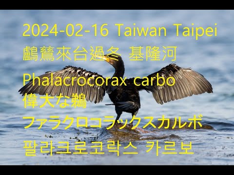 2024-02-16 Taiwan Taipei 鸕鶿來台過冬 基隆河 Phalacrocorax carbo 偉大な鵜 ファラクロコラックスカルボ 팔라크로코락스 카르보