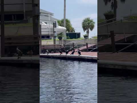 Wet Birds #sunbath #animals #wildlife #peace #fishing #oceanlife #nature #boating #duck #kingfisher