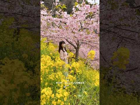 神奈川Aguri Park嵯峨山苑油菜花&櫻花   #日本旅行 #桜 #日本旅遊