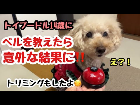 I taught my 14-year-old toy poodle the bell  and the result was unexpected (second half)