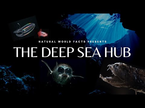 The Deep Sea Hub | Trailer